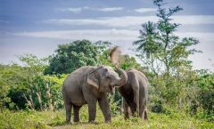 An Afternoon with the Elephants at Phuket Elephant Sanctuary - Nature and Wildlife
