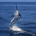 Racha Island Fishing Tour from Phuket - Fishing Charters
