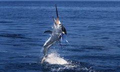 Racha Island Fishing Tour from Phuket - Fishing Charters