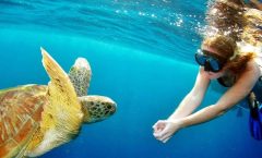 Surin Islands - The Snorkeling Experience from Phuket - Snorkeling