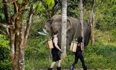 Phuket: Full-Day Phuket Elephant Sanctuary Tour with Meals - Full-day Tours