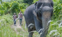 Phuket: Elephant Sanctuary Small Group Tour - Nature and Wildlife