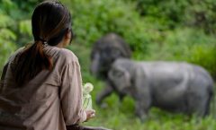 Phuket: Canopy Walkway Tour of the Elephant Sanctuary - Nature and Wildlife