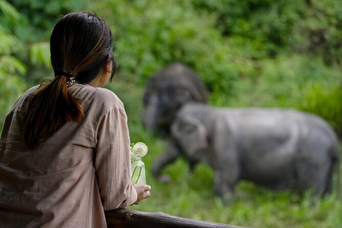 Phuket: Canopy Walkway Tour of the Elephant Sanctuary - Nature and Wildlife