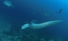 SCUBA Diving tour Racha and Coral islands full day tour - Scuba Diving