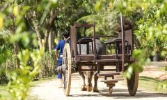 Full-Day Phuket Local Life Culture Tour with Pickup and Lunch - Phuket Old Town