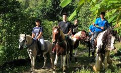Phuket Horseback Riding 1 hour trail - Horseback Riding