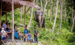 Phuket Elephant Sanctuary: Ethical Elephant Tourism - Nature and Wildlife